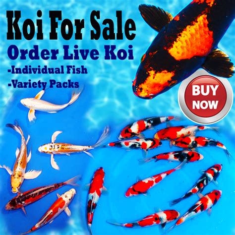 koi fish for sale near me|Imported Koi .